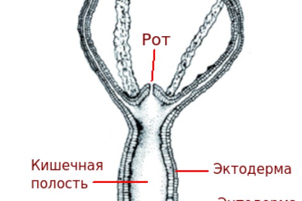 Как найти kraken